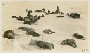Image of Sledging- tired dogs on ice cap return from musk ox hunt